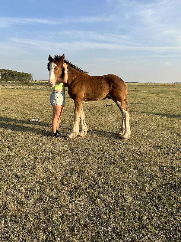 clydesdale-gelding