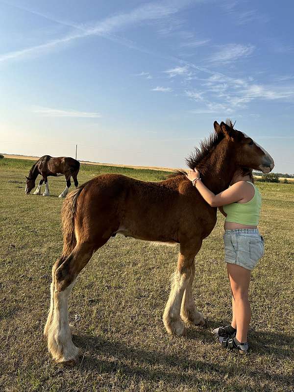 clydesdale-horse