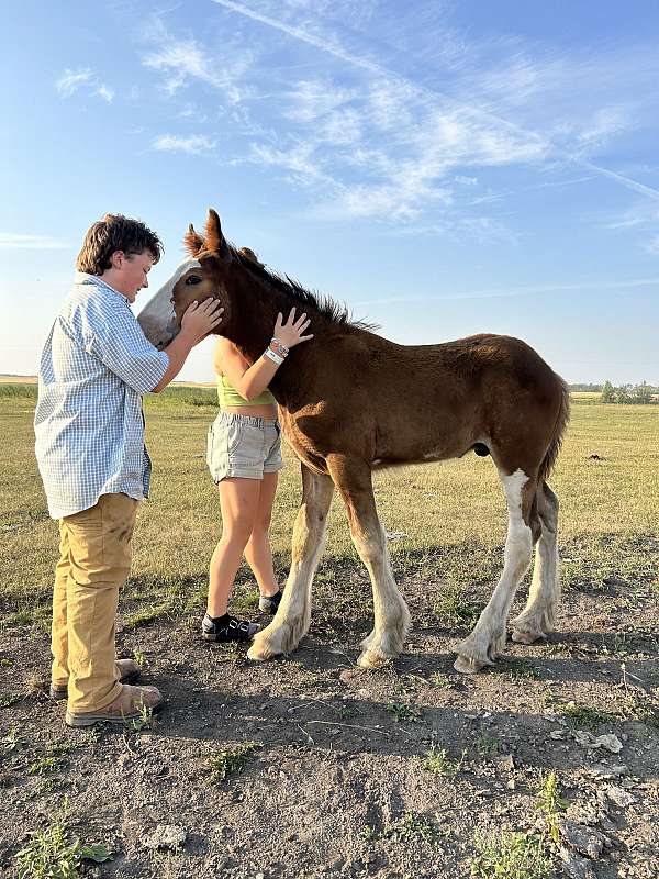 clydesdale