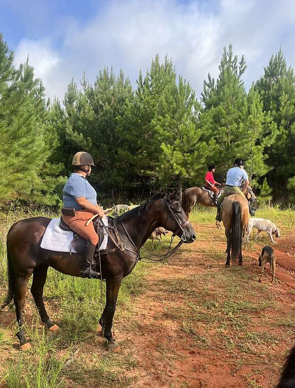 aiken-thoroughbred-horse