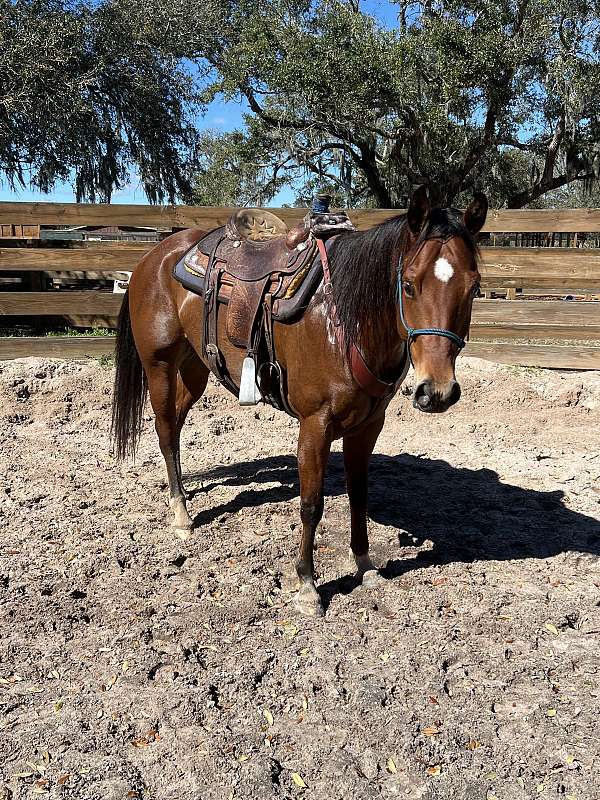 appaloosa-gelding