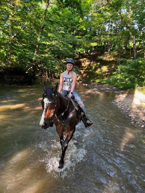 trail-riding-thoroughbred-horse