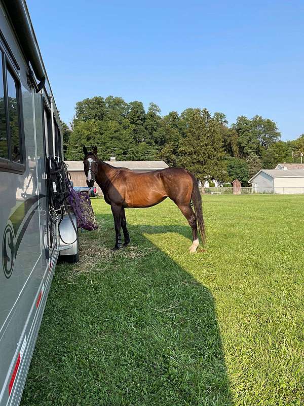 trail-thoroughbred-horse