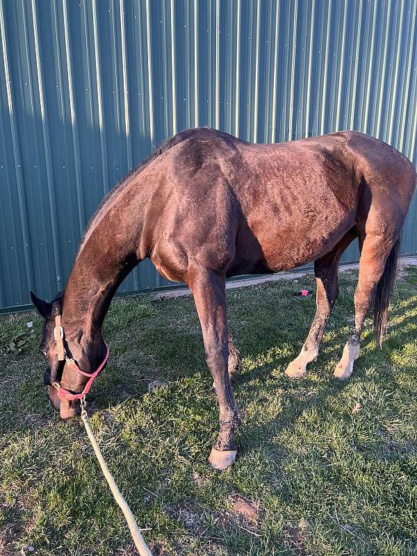 bay-trail-horse