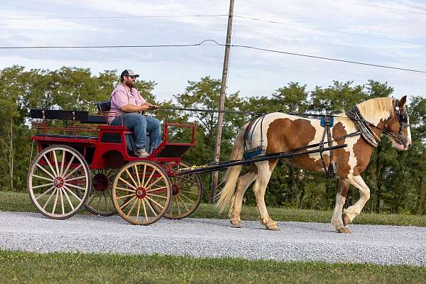 carriage-draft-pony