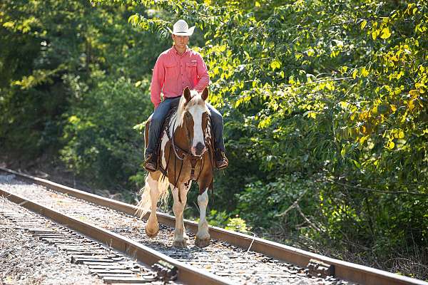 carriage-rides-draft-pony