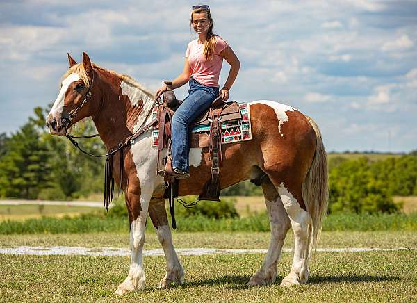 cattle-draft-pony