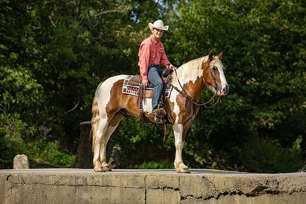 coggins-draft-pony