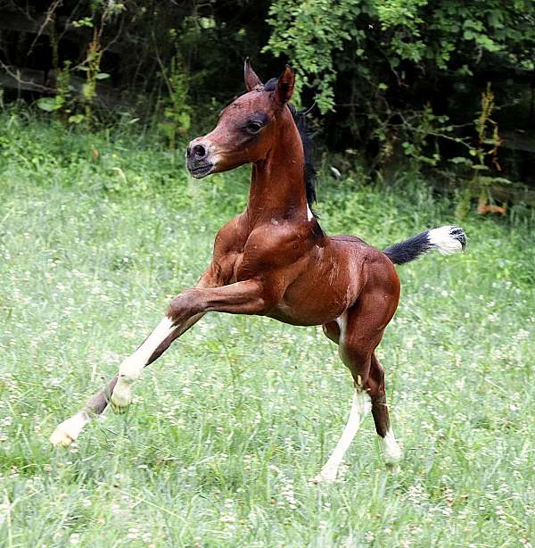 white-triangle-on-shoulder-mixed-tail-horse