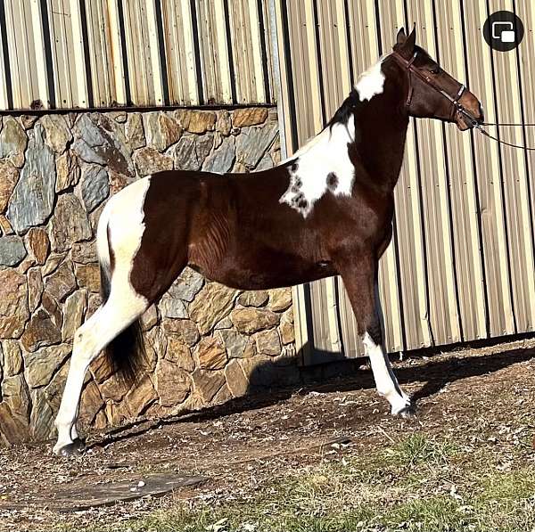 trail-tri-color-spotted-spotted-saddle-horse