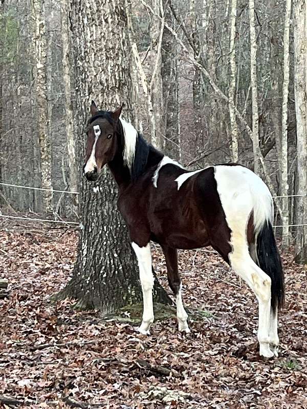 spotted-saddle-horse