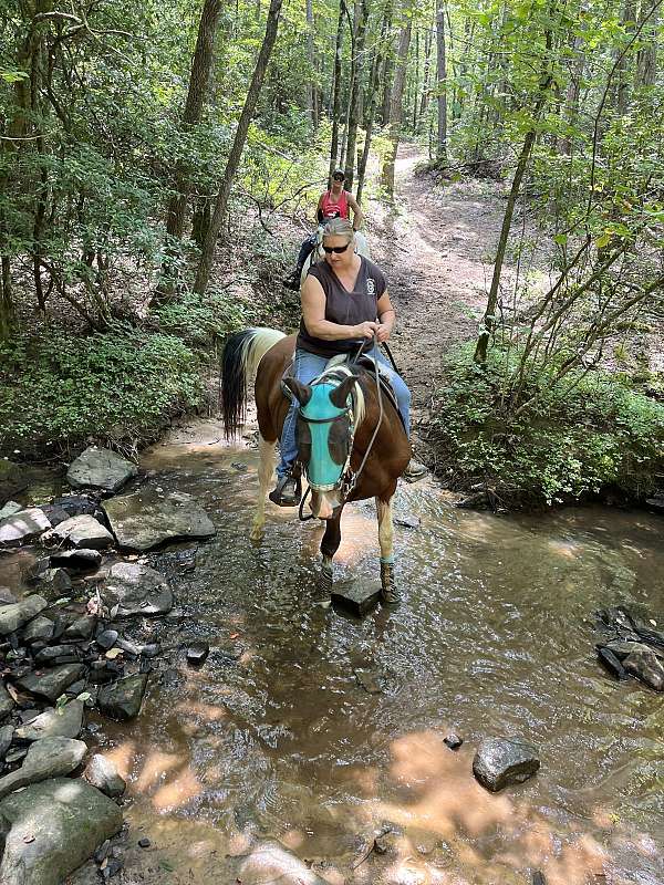 ferrier-spotted-saddle-horse