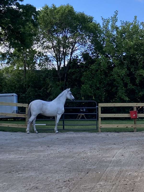 paso-fino-gelding