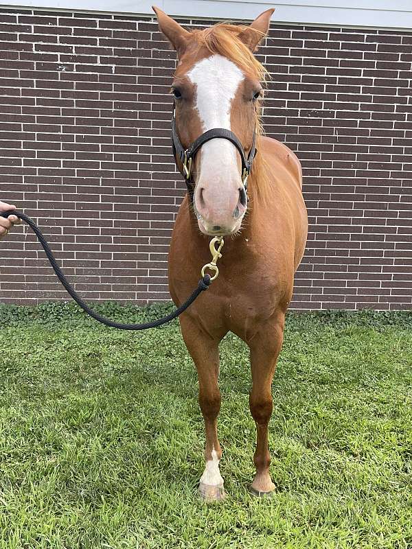 stallion-trained-weanling