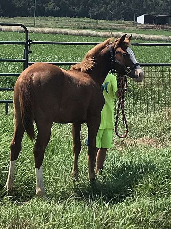 all-around-quarter-horse