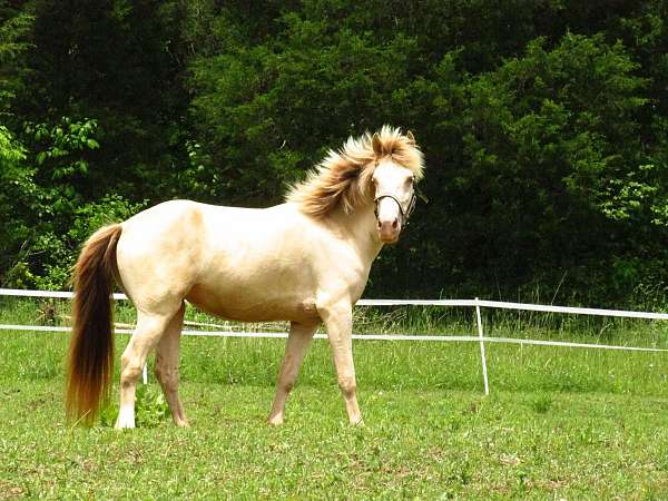 perlino-kentucky-mountain-horse