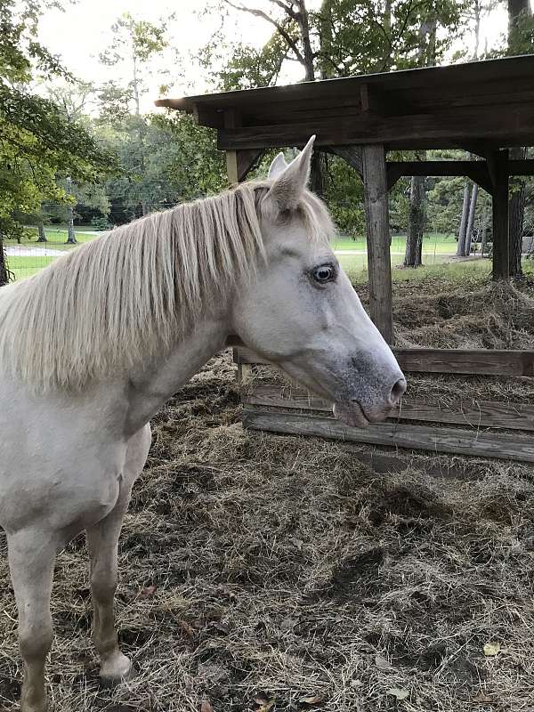 blue-eyed-kentucky-mountain-horse