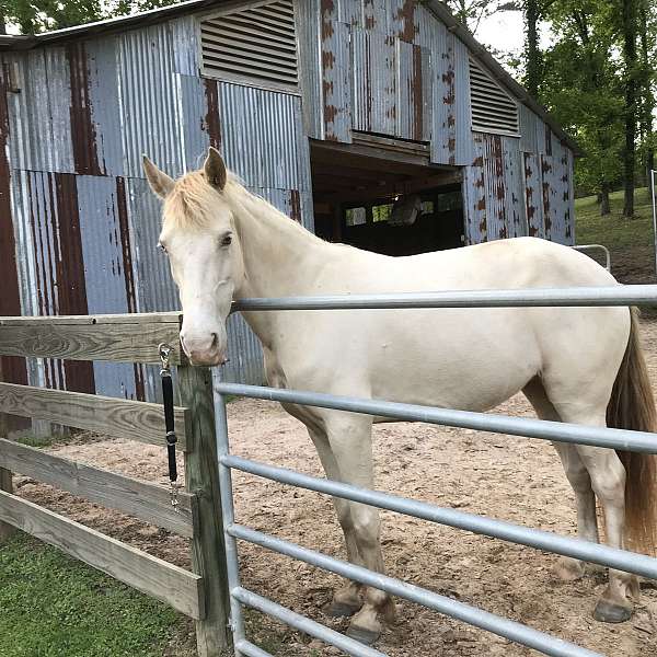 companion-kentucky-mountain-horse