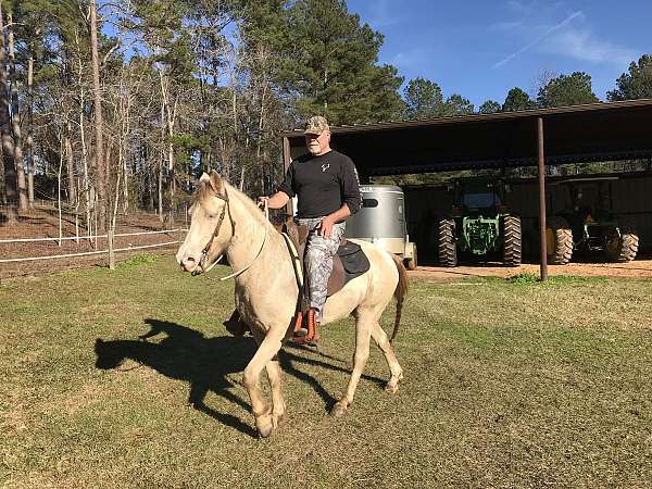 gaited-kentucky-mountain-horse