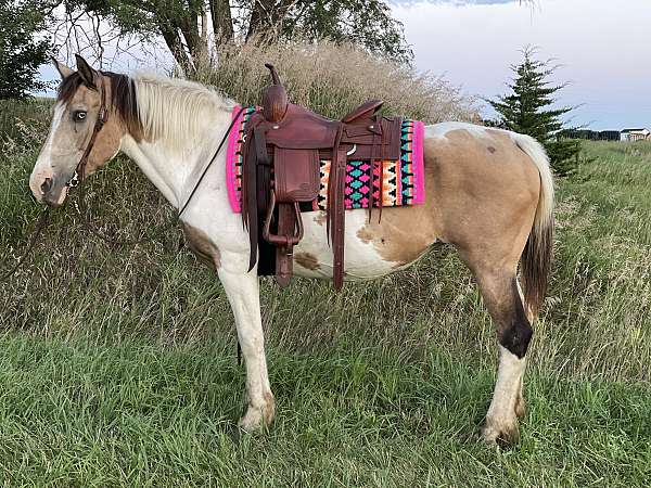 cross-trail-friesian-paint-horse