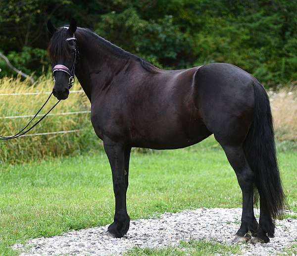 black-hackney-horse