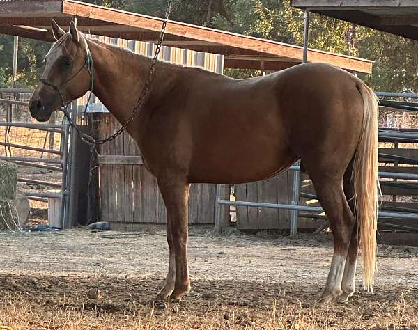 barrel-quarter-horse