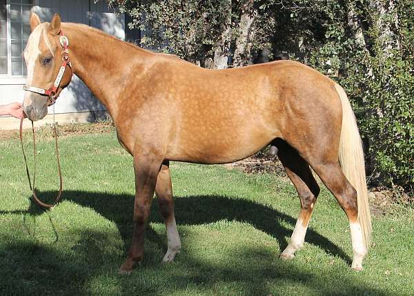 barrel-quarter-horse