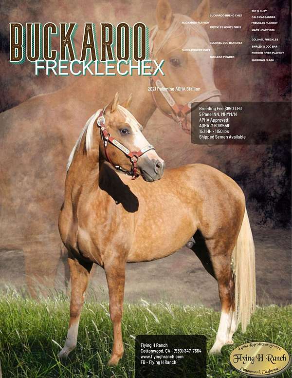 breeding-services-quarter-horse