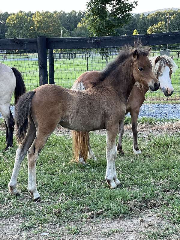 bay-amhr-aspc-filly-mare