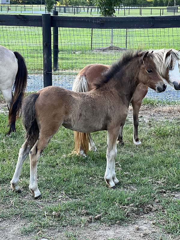 bay-amhr-aspc-horse