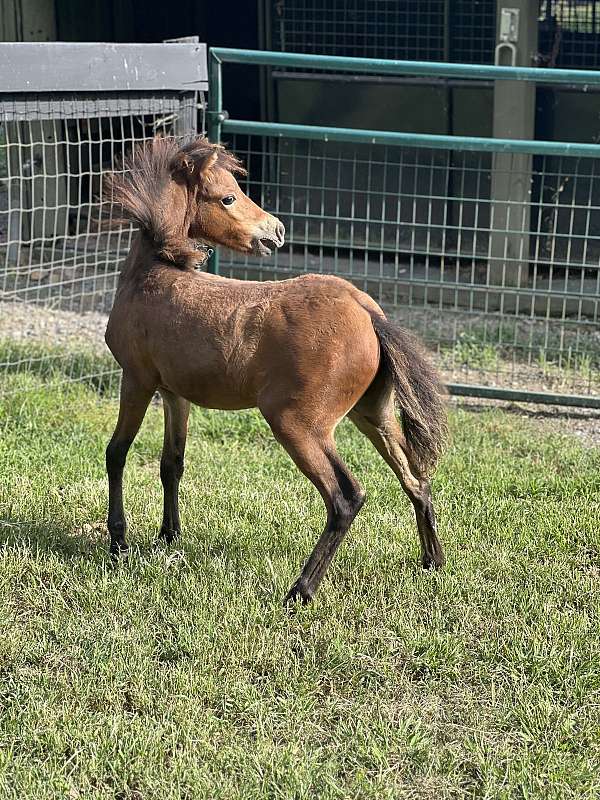 amhr-aspc-miniature-filly-mare