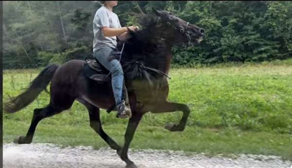 standardbred-gelding