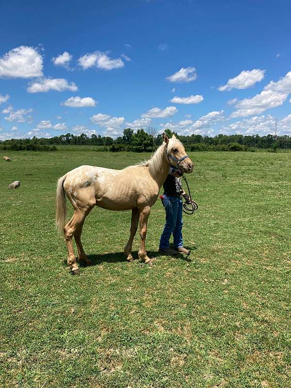 palomino-white-blanket-wspots-horse