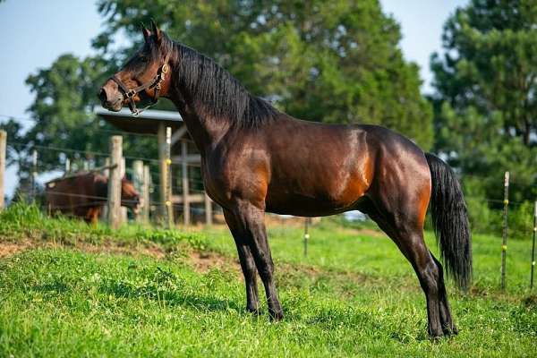 standardbred-stallion