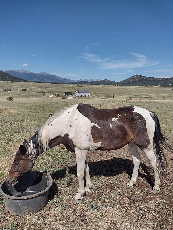 tennessee-walking-gelding