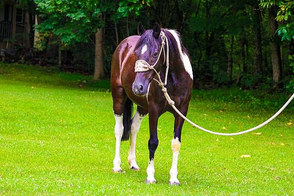 all-around-spotted-saddle-horse