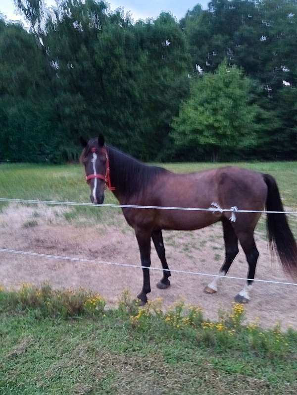 gaited-tennessee-walking-horse