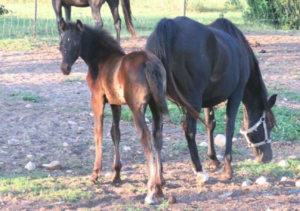 white-star-above-left-rear-hoove-horse