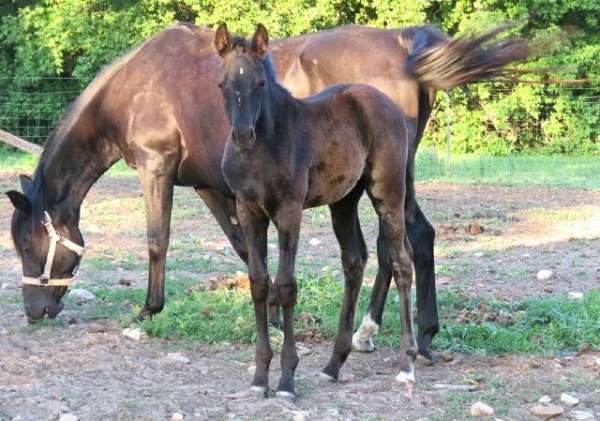 black-white-star-above-left-rear-hoove-horse