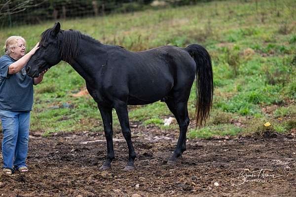 malabar-arabian-horse