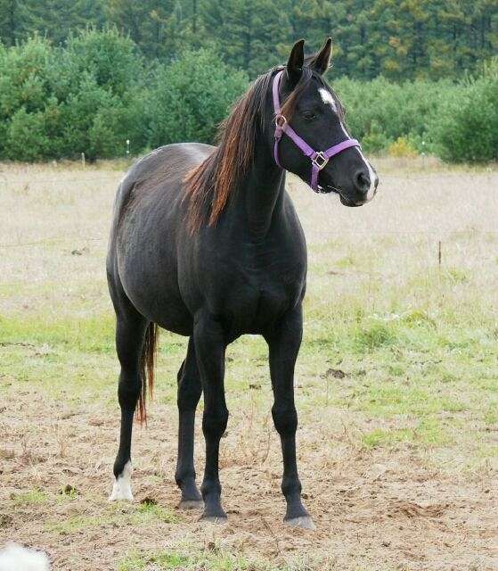 on-site-arabian-horse