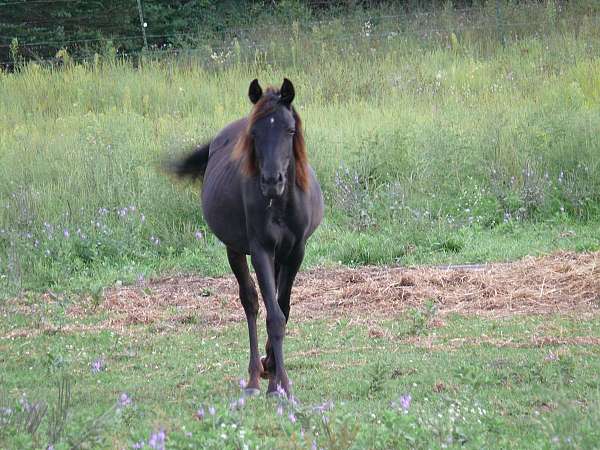 white-star-above-left-rear-hoove