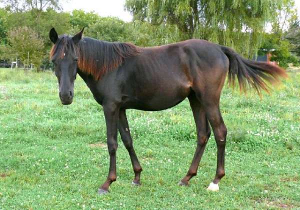 malabar-horse