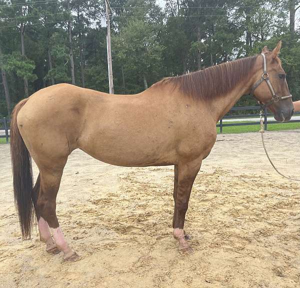 dun-quarter-horse-mare