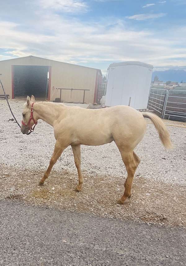 quarter-horse-for-sale