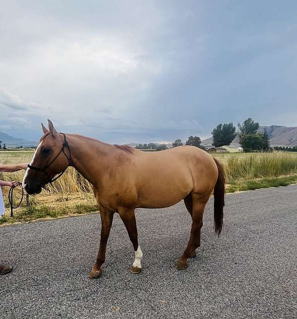 palomino-filly