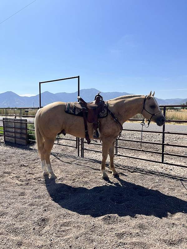 palomino-aqha-filly