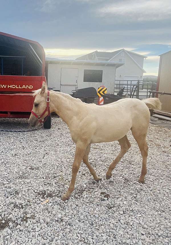 palomino-aqha-horse