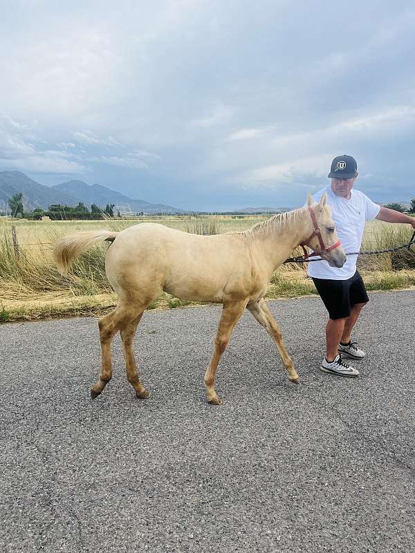 palomino-filly-for-sale