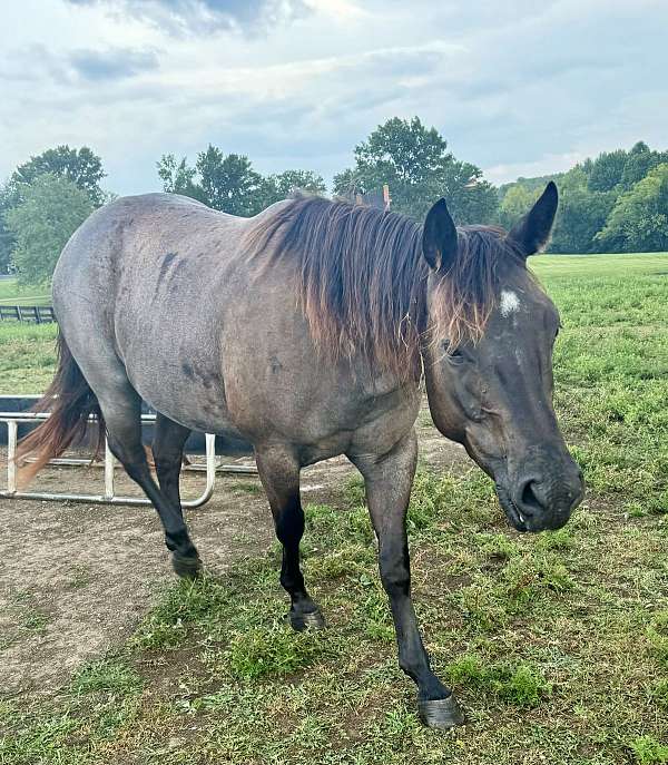 quarter-horse-for-sale